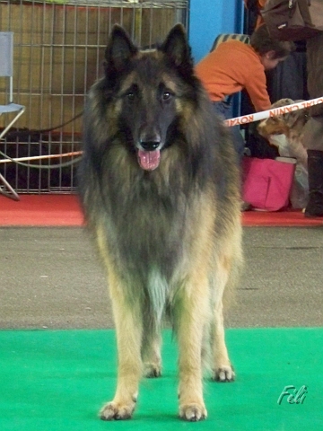 n°84 Fares van de hoge laer 5345.JPG